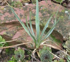 Juka - Yucca