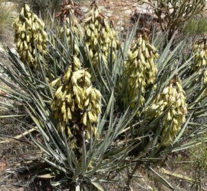 Juka - Yucca