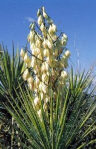 Fadenförmige Yucca - Yucca filamentosa