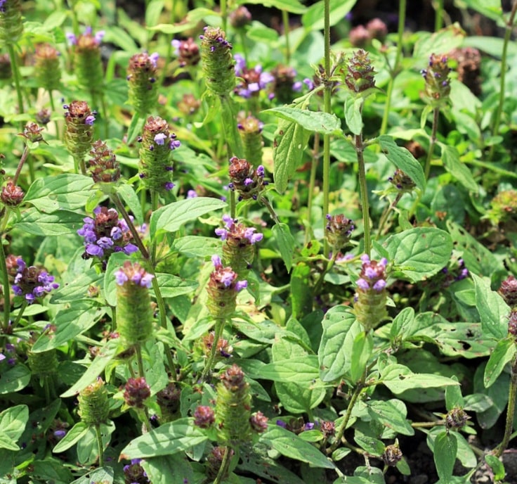 Kleine Braunelle - Prunella vulgaris