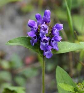 Großblütige Braunelle - Prunella grandiflora