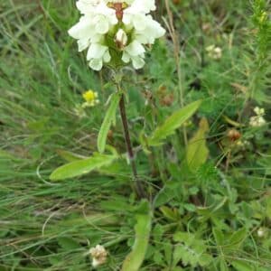 Braunelle, geschlitztblättrige - Prunella laciniata