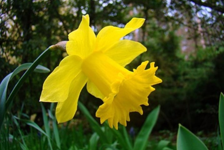 Narzisse (Narcissus)