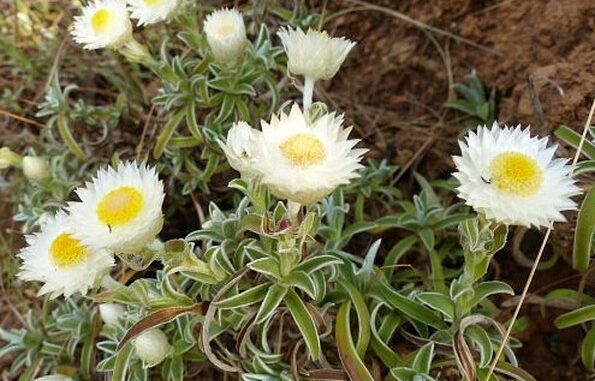 Schönköpfiges Strohblume (Helichrysum bellidioides)