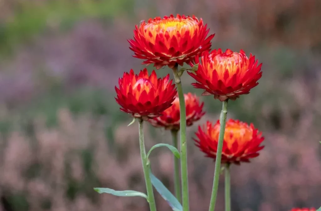 Strohblume (Helichrysum bracteatum)