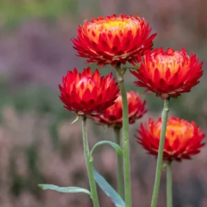 Strohblume (Helichrysum bracteatum)