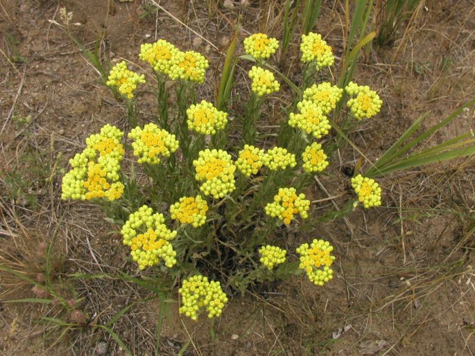 Sandstrohblume (Helichrysum arenarium)