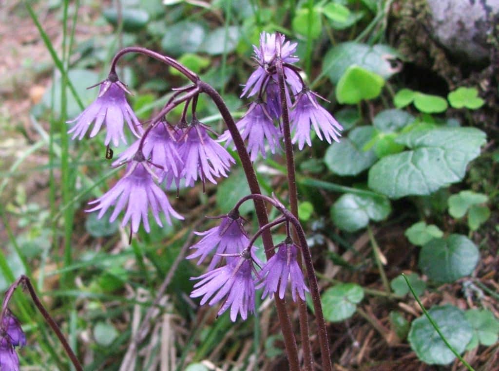 Karpaten-Soldanelle (Soldanella carpatica)​