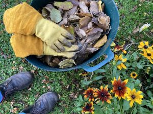 Behandschuhte Hände sammeln Herbstlaub in eine grüne Gartenwanne, daneben blühende Rudbeckien