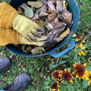 Behandschuhte Hände sammeln Herbstlaub in eine grüne Gartenwanne, daneben blühende Rudbeckien
