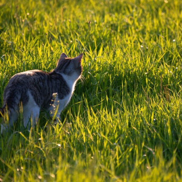 Katze ruht auf dem Rasen in einem gedüngten Garten
