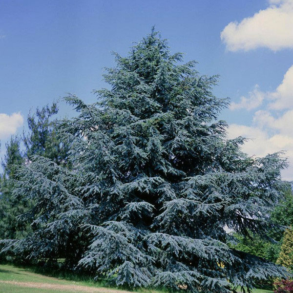 Atlaszeder (Cedrus atlantica)​
