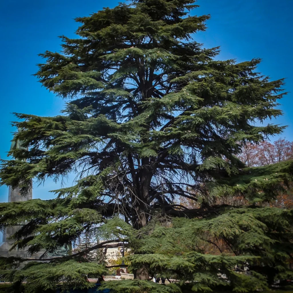 Libanonzeder (Cedrus libani)​