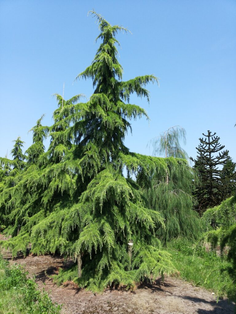 Himalaya-Zeder (Cedrus deodara)​