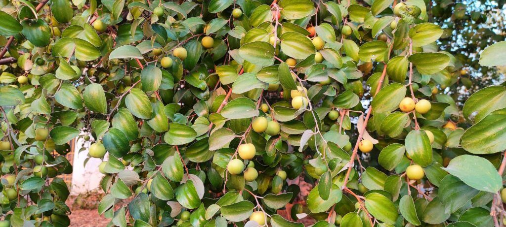 Reifende Jujube-Früchte (Ziziphus jujuba) an Zweigen mit glänzenden Blättern