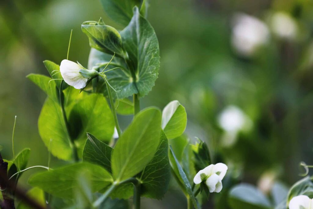 flowering garden pea pisum sativum in the garden pea plant blossom close up