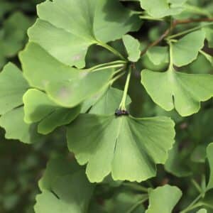 Grüne fächerförmige Blätter des Ginkgo biloba am Zweig