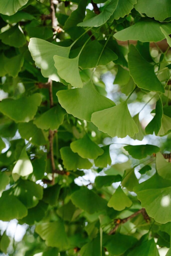 Ginkgo zweilappig - Ginkgo biloba