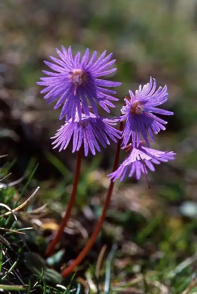 Alpenglöckchen (Soldanella alpina)​