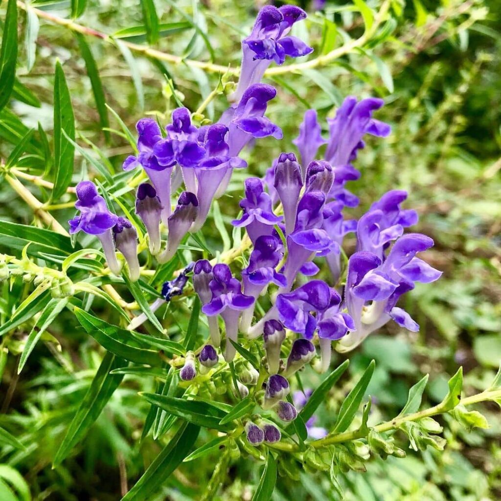 Baikal-Helmkraut - Scutellaria baicalensis ​