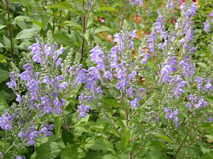 Grauer Helmkraut - Scutellaria incana ​