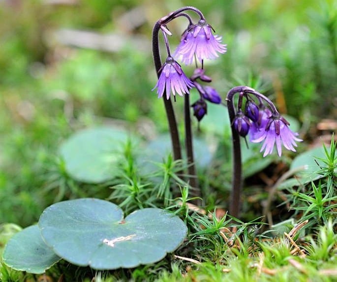 Bergschneeglöckchen (Soldanella montana)​