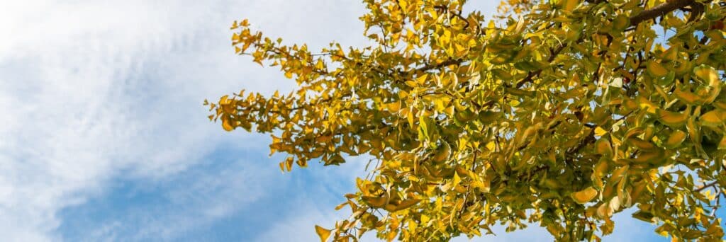Ginkgo biloba Anbau