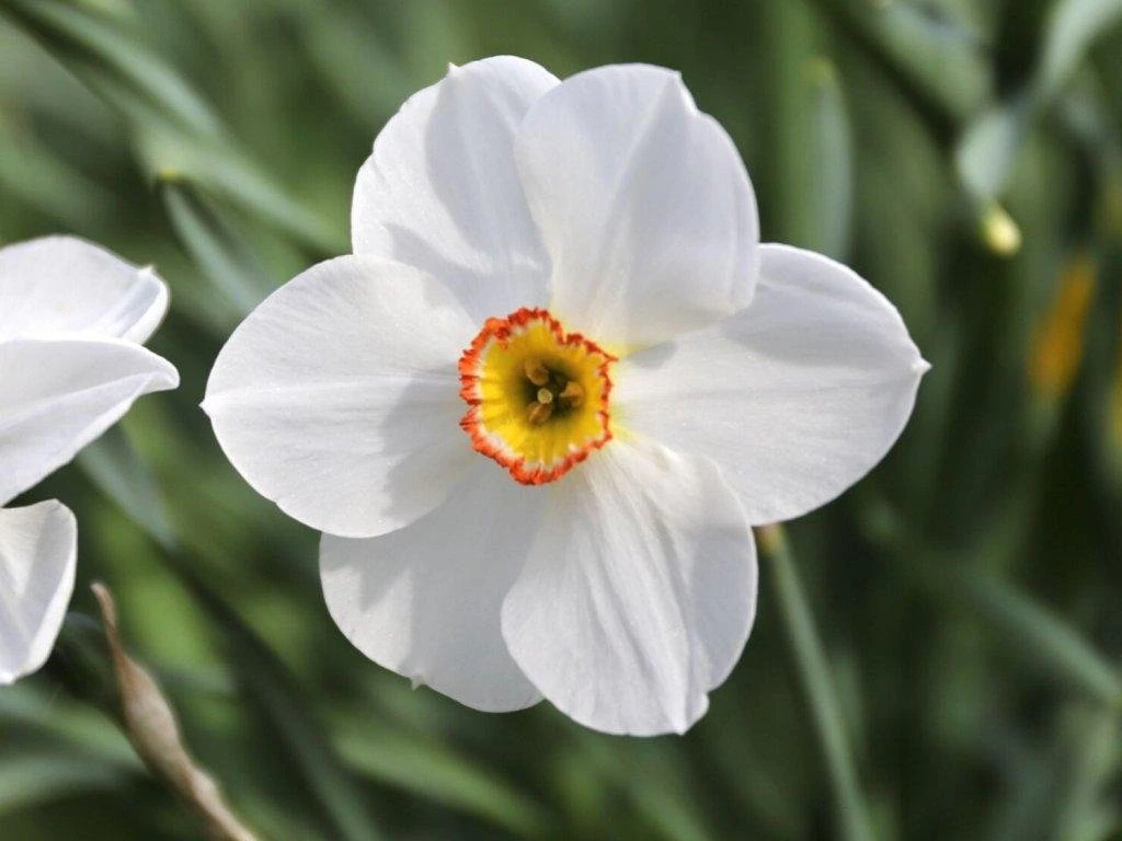 'Actaea'