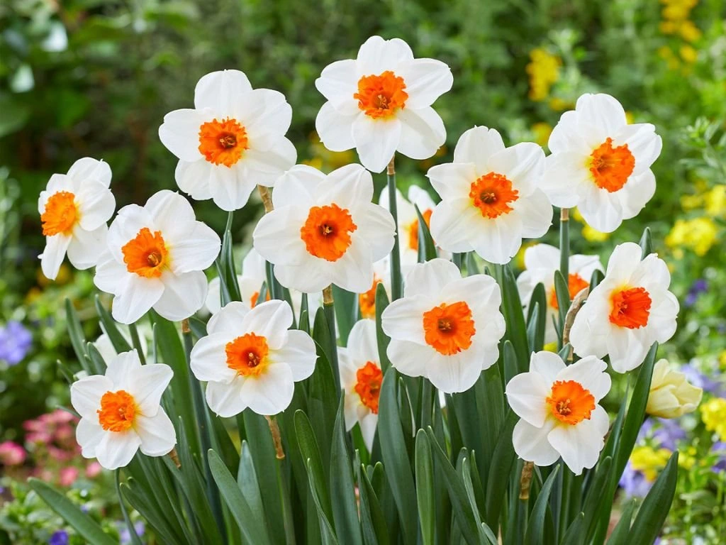 'Barrett Browning'
