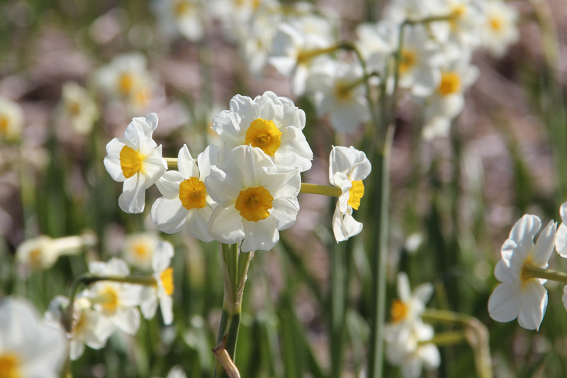 'Laurens Koster'