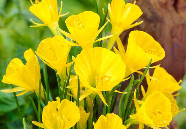 'Liberty Bells'