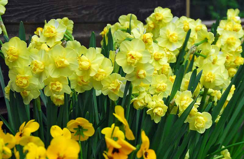 'Yellow Cheerfulness'