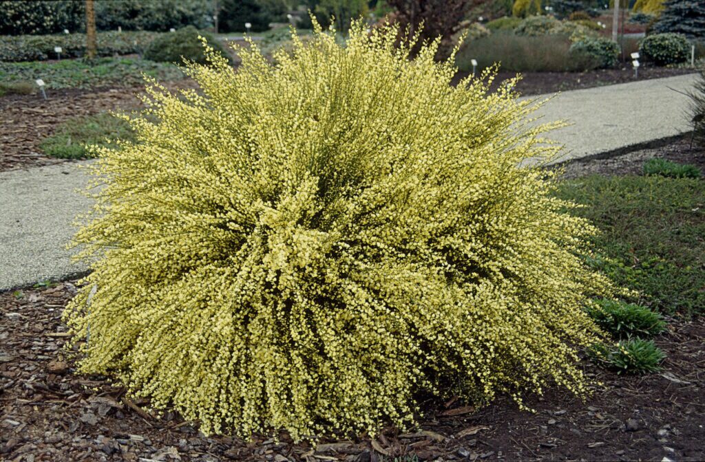 Frühblühender Geißklee (Cytisus × praecox)​