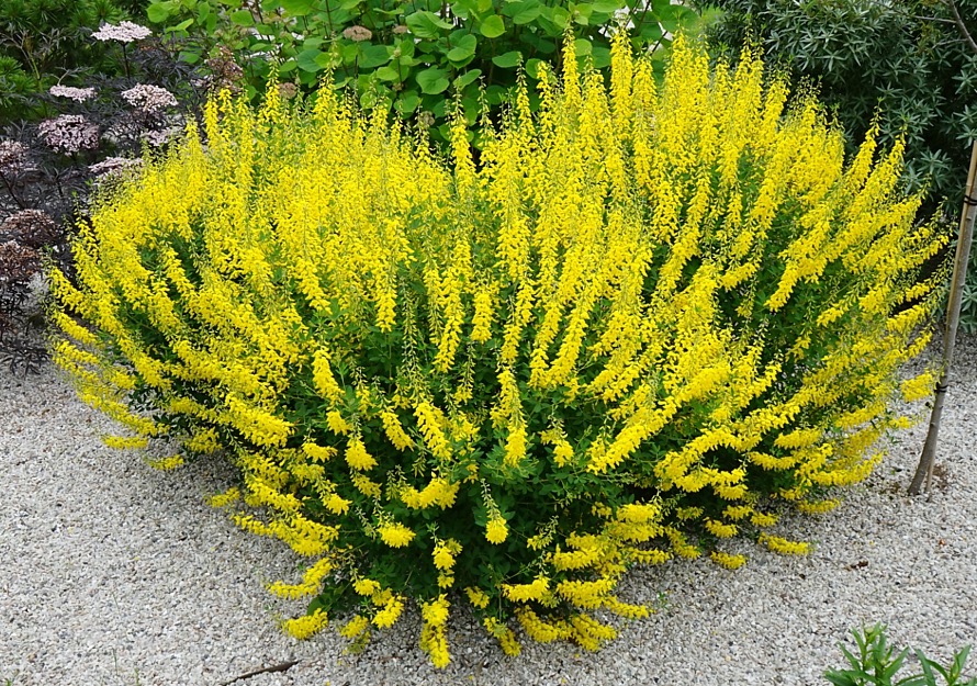 Schwarzwerdender Geißklee (Cytisus nigricans)​