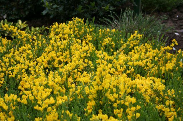 Liegender Geißklee (Cytisus decumbens)​