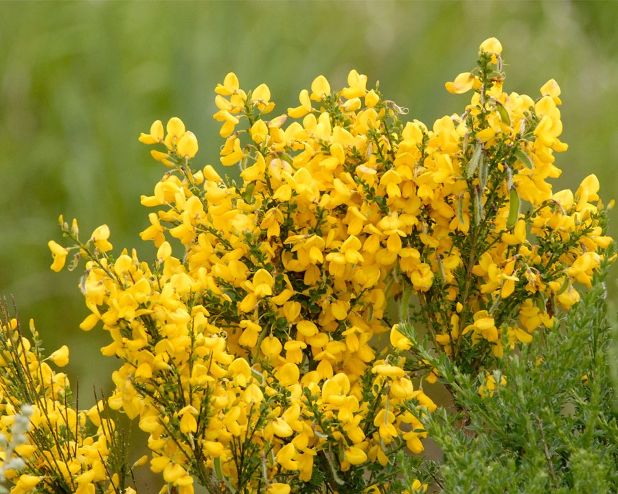Besenginster (Cytisus scoparius)​