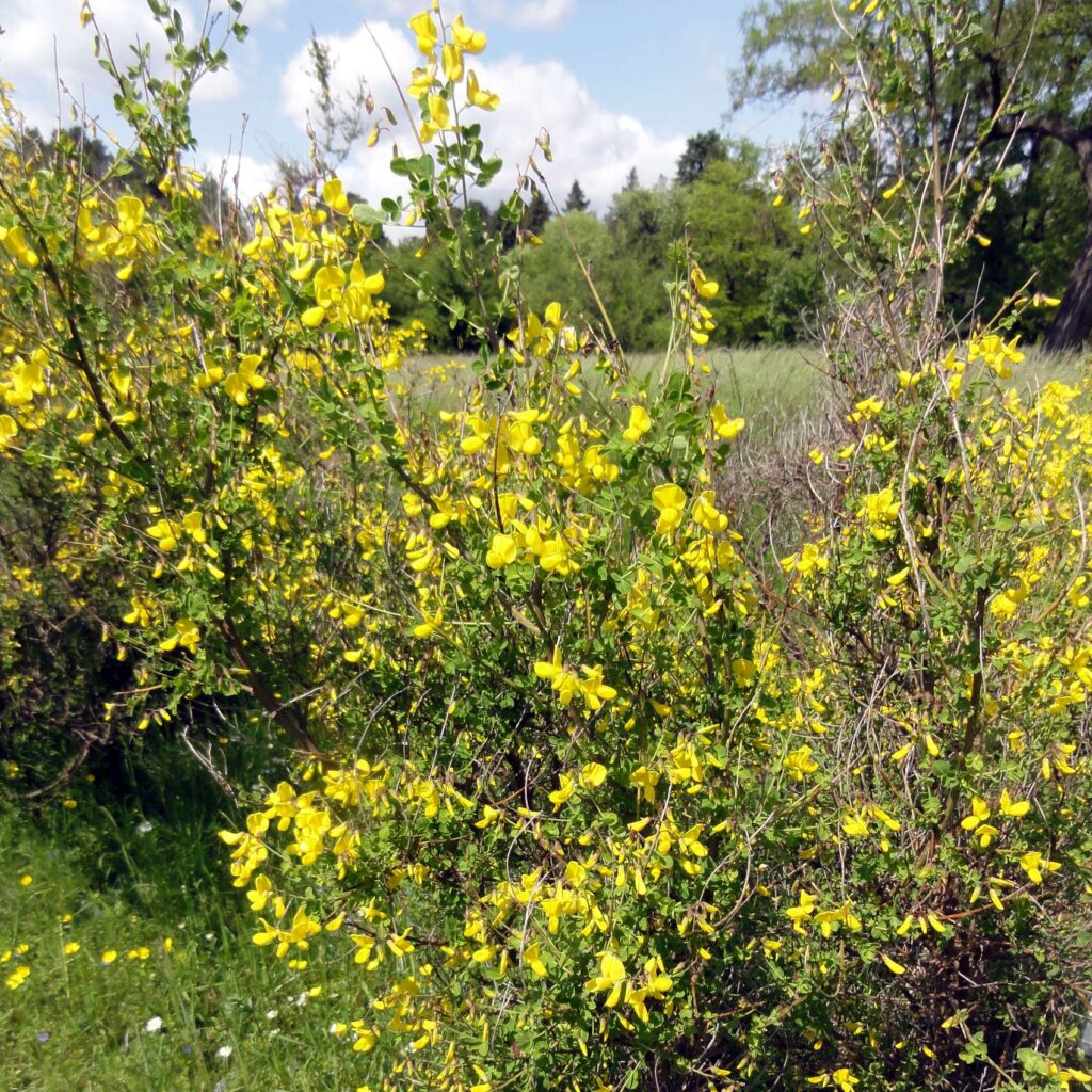 Zwerggeißklee (Cytisus supinus)​