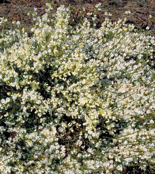 Kew-Geißklee (Cytisus kewensis)​