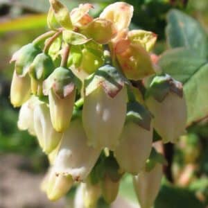 Kanadische Heidelbeere - Vaccinium myrtillus