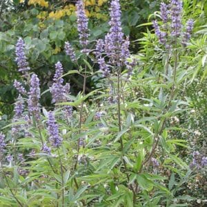 Mönchspfeffer - Vitex agnus-castus