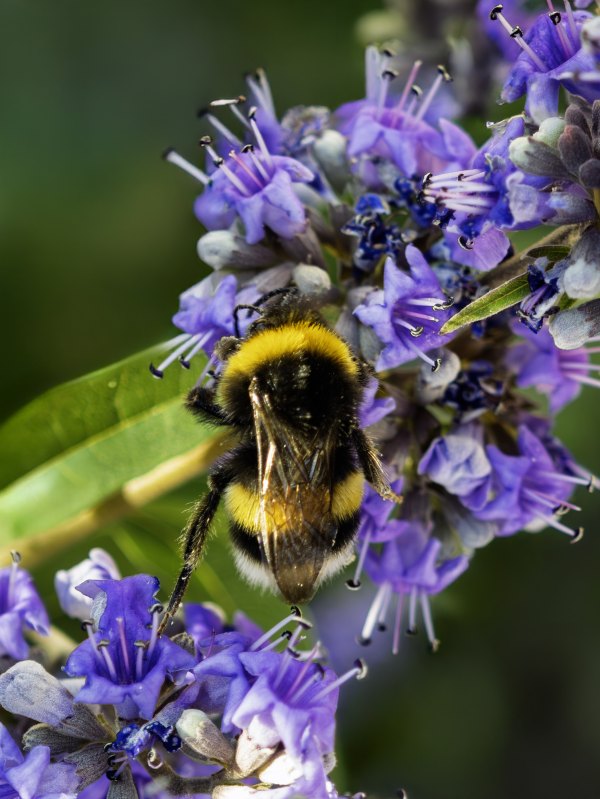 Mönchspfeffer (Vitex agnus-castus) – Strauch mit handförmig geteilten Blättern und aufrechten violetten Blütenähren