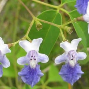 Vitex – Nahaufnahme mehrerer violett-weißer Lippenblüten mit herausragenden Staubblättern an einem Zweig