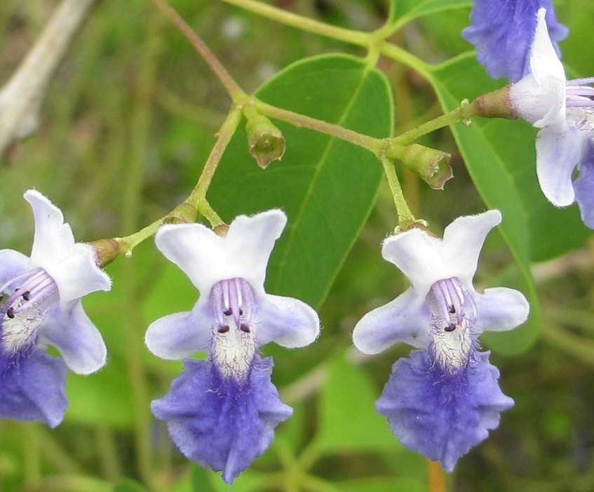 Mönchspfeffer Blüte - Vitex