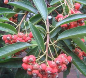Davidias Glanzmispel - Photinia davidiana