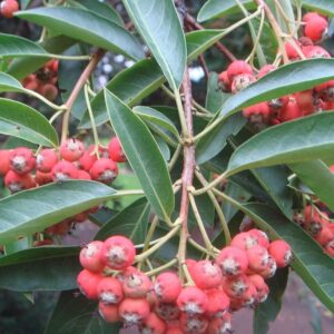 Leuchtend rote Fruchtstände der David-Glanzmispel (Photinia davidiana) an einem Zweig mit dunkelgrünen Blättern