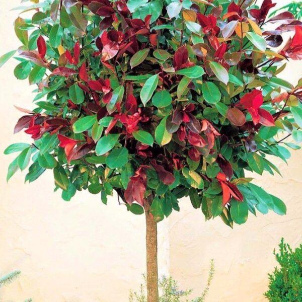 Fraser-Glanzmispel (Photinia fraseri Red Robin) als Hochstamm mit roten jungen Blättern
