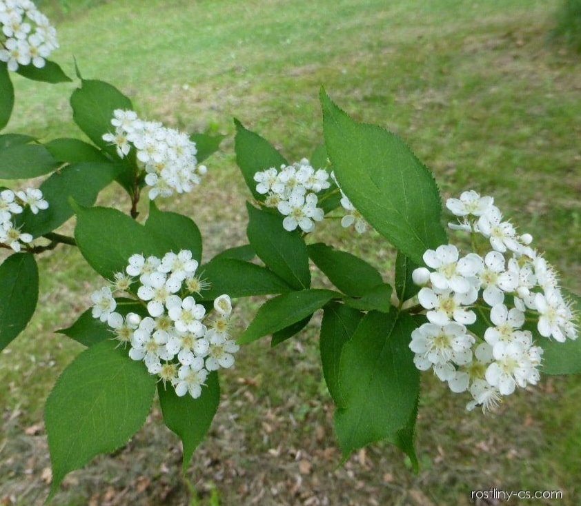 Chinesische Glanzmispel Photinia villosa