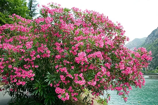 Oleander (Nerium oleander)​