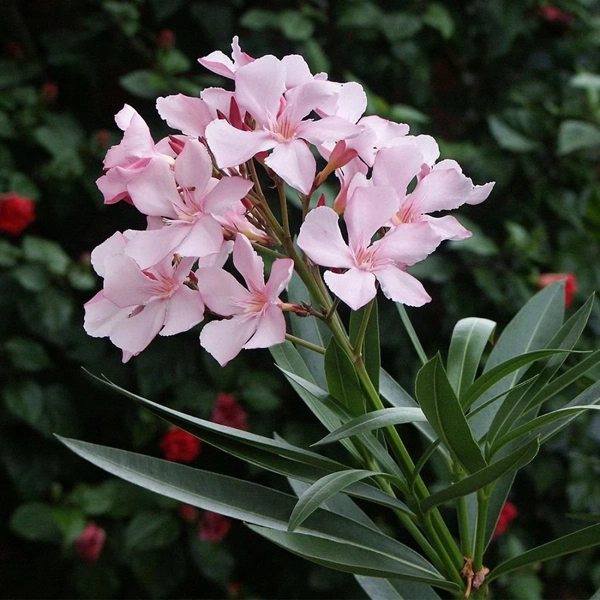Oleander (Nerium oleander)​