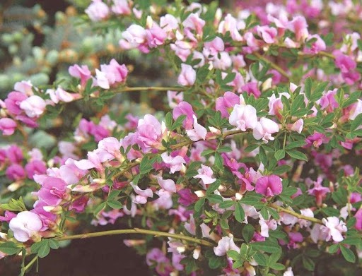 Purpurginster (Cytisus purpureus)​